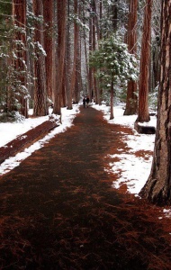 stroll in the snow in the redwoods